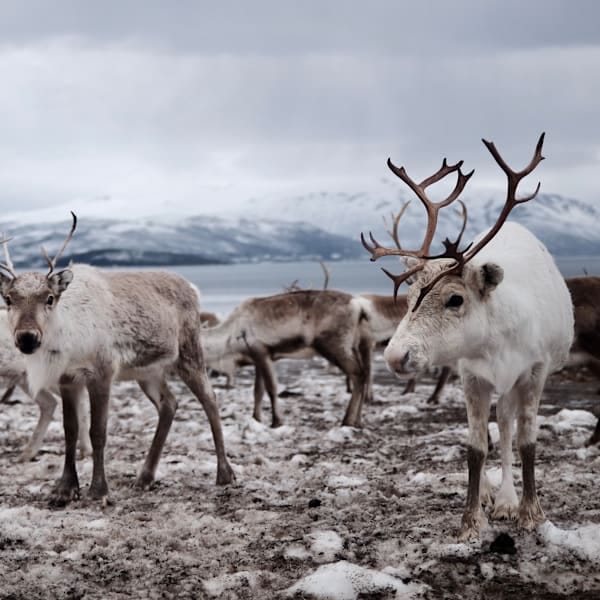 Norwegen Bucketlist: Arctic Roadtrip zum Nordkap!