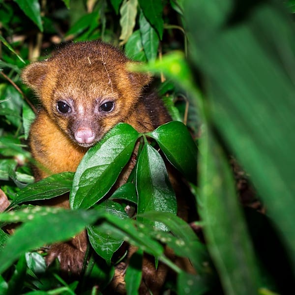 Guatemala, Belize & Mexiko: Jungle Adventure zu blauen Lagunen