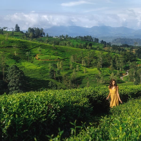 Sri Lanka: Safari, Sunsets & Sandy Shores