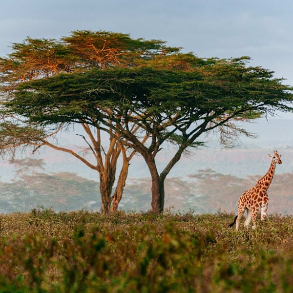 Südafrika Roadtrip: Wildlife Glamping & Krüger Safari