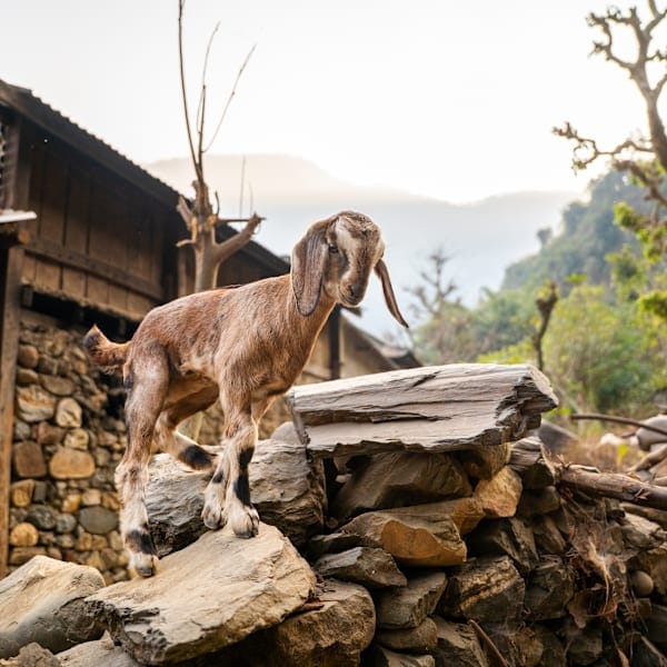 Nepal Intense: Local Living auf dem Dach der Welt