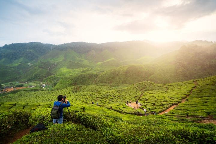 Ganztägige Tour zu den Cameron Highlands thumbnail